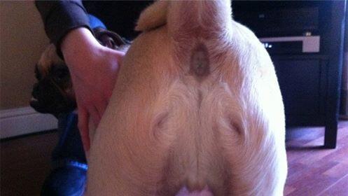 dogsarsejesus